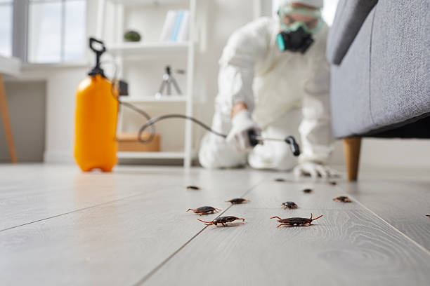 Commercial Kitchen Cockroach Control in Bonnetsville